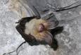 One of the most mysterious inhabitants of Zamość underground – Brown long-eared bat (Plecotus auritus)..   