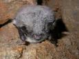 Greater mouse-eared bat (Myotis Myotis).   