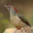 Birds that can be found in Zamość Municipal  Park and the green ring of fortifications - European green woodpecker.   