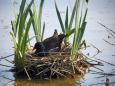 Birds that can be found in Zamość Municipal  Park and the green ring of fortifications - Common moorhen.   