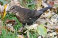 Amselweibchen (Turdus merula).   