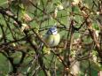 Blaumeise (Cyanistes caeruleus syn. Parus caeruleus) .   