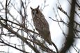 Birds that can be found in Zamość Municipal  Park and the green ring of fortifications-	Long-eared owl.   