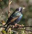 Star (Sturnus vulgaris).   